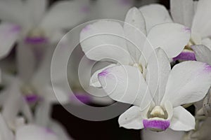 Photo set of macro white orchids