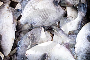 Photo of several peroa (Balistes capriscus) at the fish market