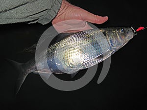 Shad Fishing at Night photo