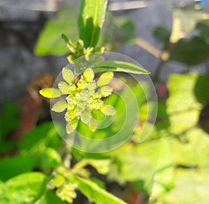 Green Flower