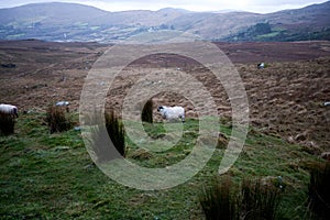 Sheep grazing near Killarney National Park, Ireland