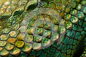 This photo showcases a detailed close-up view of the textured green skin of a lizard