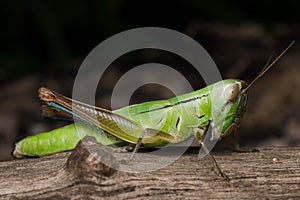Lateral view of green grasshopper Hieroglyphus banian photo