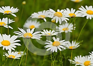 Beautiful daisy meadow