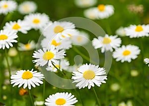 Beautiful daisy meadow