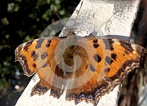 Photo shows beautiful tropical butterfly monarch