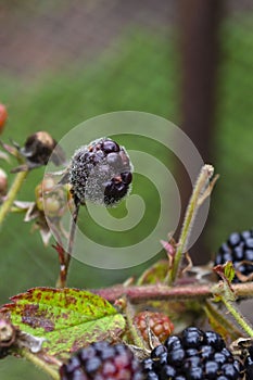 Mouldy Blackberries Covered In Fungus And Decaying
