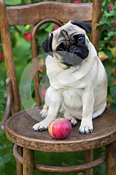 The photo shows the dog breed pug