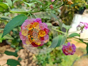This  photo shows a Lantana plantflower photo