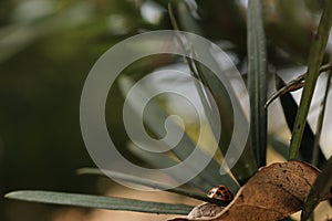 Ladybug photo