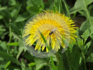 Little fly on a yellow flower sonchus arvensis