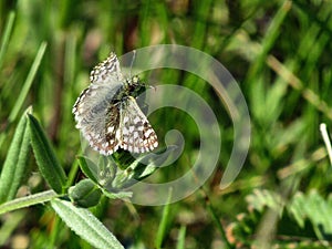 Little pockmarked butterfly in the grass photo