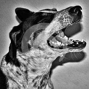 a profile of a dog photo