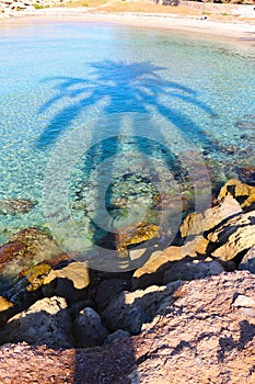 the shadow of a palm tree on the water