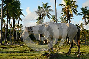 white parkhorse in coconut palms at early time