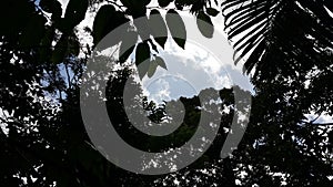 Photo of silhouetted tree leaves and sky