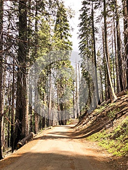 Empty Trail on a Cloudy Day photo