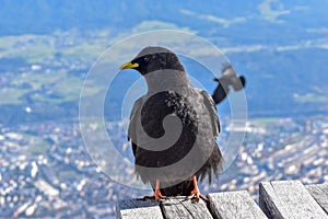 Photo of a single Alpine chough (Pyrrhocorax graculus), enjyoing the sun, high in Alps. Alpine chough is a bird