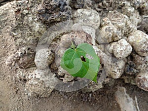 photo of a single perforated hibiscus leaf growing on the roots of a waru tree protruding above the ground