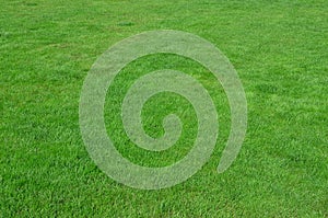 Photo of the site with even-cropped green grass. Lawn or alley of fresh green gras