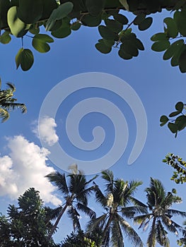 photo sky cloud tree view naturals