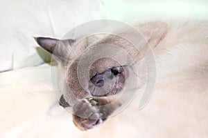 A photo of sleeping thai, siamese blue point colored lady cat with sweet grey nose.