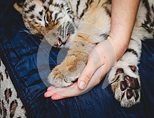 Photo of a sleeping tiger cub with a paw in a human hand on a blue background
