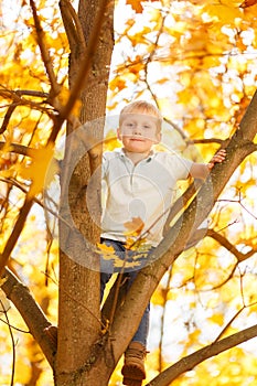Photo of small boy sitting on tree in autumn