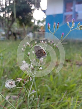 photo of a small butterfly perforal on weeds