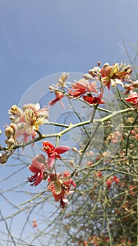 Flower Small Jungle Tree India photo