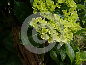 Hydrangea macrophylla. Young bouquet of growing flowers. photo