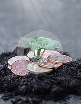 Photo of small plant growing from coins or money