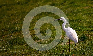 photo of a small heron ... young herons are white in color, becoming adults these birds change the colors of the suit.