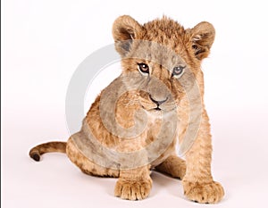 Photo of a small lion cub. The little king of beasts sits in a photo studio. Beautiful little lion. Funny lion. Lion cub close up.