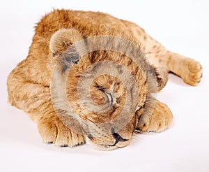 Photo of a small lion cub. The little king of beasts is sleeping. Sleeping lion cub.