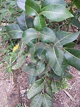 Photo of a small longan tree
