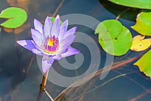 Photo of small lotus in the lake