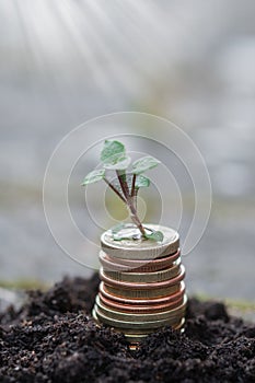 Photo of small plant growing from coins or money