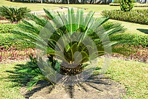 Photo of small sago palm
