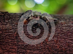 photo of a small spider stem perched on a tree that resembles its trunk