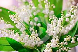 Photo of a small white flower lily of the valley