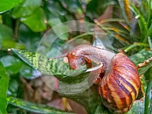 photo of a snail crawling on leaves