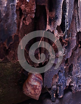 photo of a snail crawling on an old porous wooden door eaten by termites
