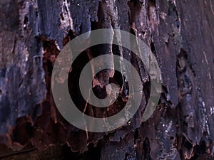 Photo of texture old wooden door eaten by termites