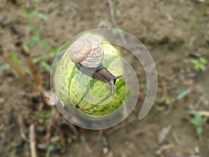 Photo of a snail crawling on a piece of rotten watermelonÃ¯Â¿Â¼