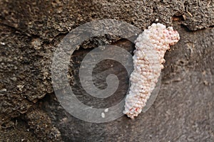 Photo of snail eggs attached to the river wall