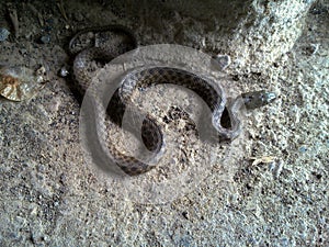 A photo of snake, Iran, Gilan, Rasht photo