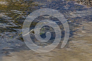 Photo of the snake Natrix Tessellata known as water soup is swimming in shallow water of the river