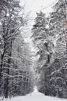 Photo with snowy forest