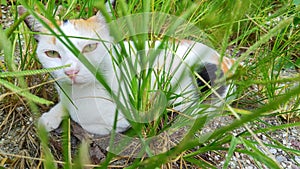 Photo A sober cat is photographed surrounded by tall green grass